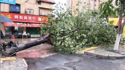 迎战强降雨 | 1小时“清零”！荆州市园林绿化中心高效处置倒树断枝保畅通
