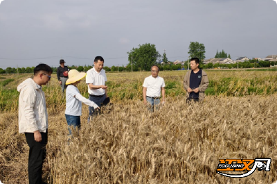 荆州：抢抓农时抗阴雨 科技助农保丰收