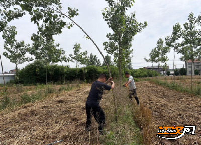 江陵河道分局：抢抓降雨空隙 扶正加固幼林