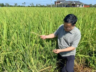 荆州：气象“把脉”到田头 “三夏生产”有底气