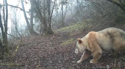 全球唯一野生白色大熊猫长大了