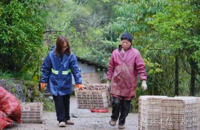一片“农”心在田野 ——清太坪镇党员干部下沉魔芋基地墩苗式成长侧记