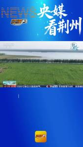 央媒看荆州 | 长江故道麋鹿家园 和谐共生新底色