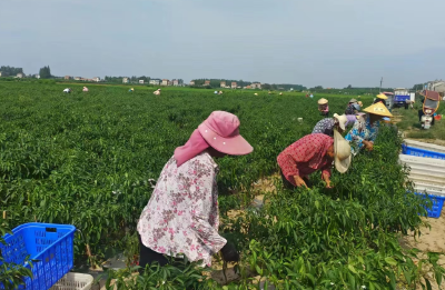 依靠“两颗菜” 荆州这个村翻了身