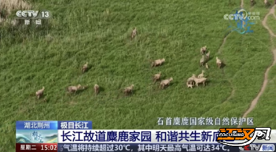 央视聚焦石首：长江故道麋鹿家园  和谐共生新底色