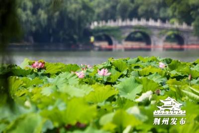 荆州的夏日浪漫，从这里开始