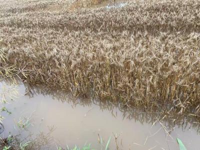 松滋暴雨致小麦严重受灾 荆州保险快查快赔护航夏收保丰收