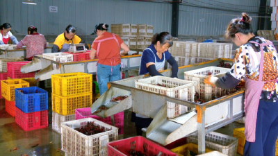 荆州市江陵县：一只虾“钳”出乡村共富路