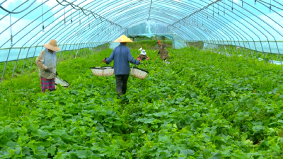 一棚甜瓜飘香，荆州这个村的“玫珑”成了抢手货