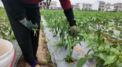 石首市国强村：芒种将至农事催人 生态种植孕育“火辣”希望