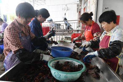 荆州：日销1.5万公斤！弥市桥头义丰水产龙虾畅销全国