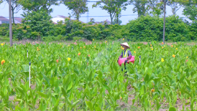 荆州市江陵县：水上花开“生态美” 水生苗木“钱景”旺