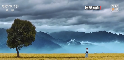村民怒砍“网红树”，村委会：不追责
