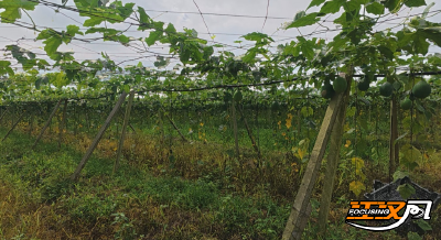 石首市东升镇：抓实瓜蒌田间管护 特色药食产业助农增收