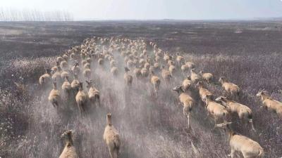 大场面！石首麋鹿国家级自然保护区完成首批400头麋鹿分流