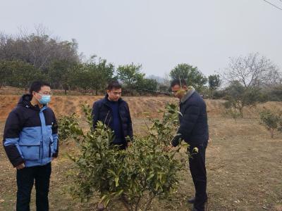 长江大学专家团队来我市调研“皱皮柑”项目