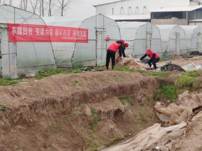 回收废旧农膜 守护乡村净土——市农业农村局开展“保护耕地土壤健康”行动