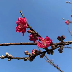 高陵镇周家湖村：春风十里桃花开 乡村美景入画来