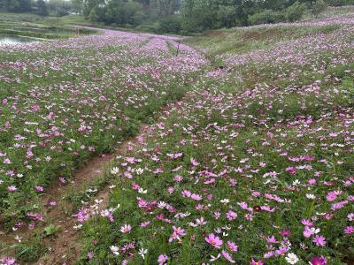 桃花山镇：人间四月天 乡村花正艳