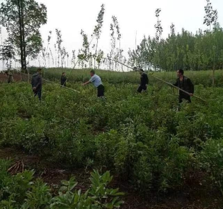 退林还耕——守住耕地红线——记高陵镇周家湖村退林还耕工作纪实