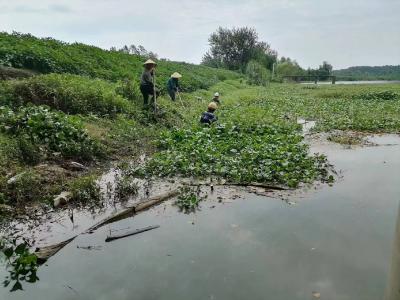 清除水面漂浮物15万吨 高基庙镇“清漂行动”成果丰硕