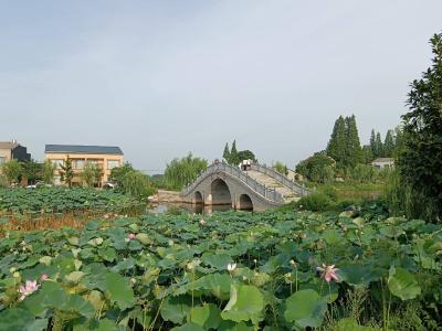 獾皮湖村：荷花竞相开 美景入画来