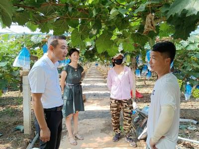 放弃生意返乡创业 带动村民实现共同致富