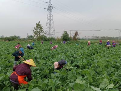 久合垸乡：新鲜菜薹热销湘粤 农民持续稳定增收