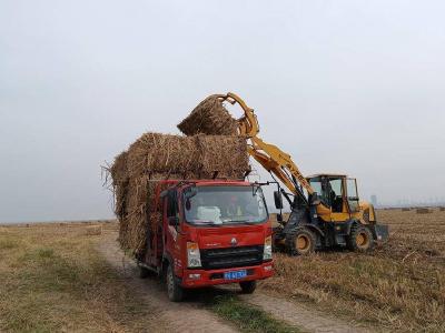 石首市洲滩管护中心：以优质芦苇原料保障仙鹤投产需要