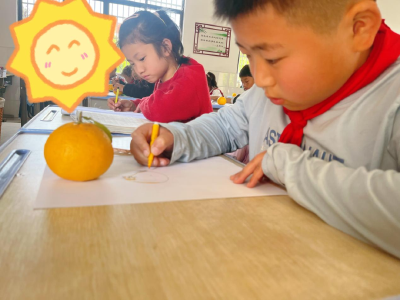 石首市天鹅洲小学：采摘柑橘庆丰收，体验劳动自然美