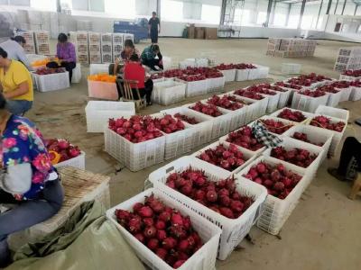 石首市南口镇：筑巢引凤兴产业 依托乡贤促共富