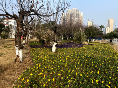 打造缤纷花境 扮靓石首街景