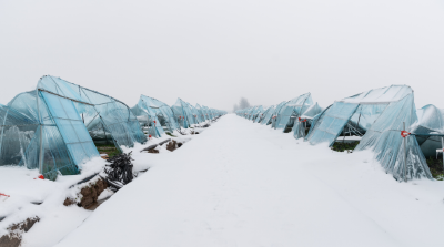 石首市委书记王敏调研督导低温雨雪冰冻灾害应对工作