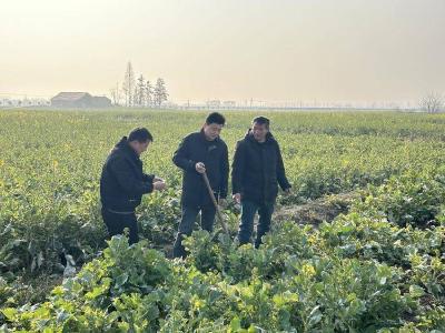 石首市久合垸乡宜兴场村：深入田间“把脉问诊” 探索灾后油菜稳产稳收