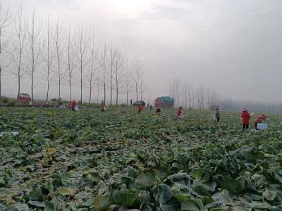 石首市小河口镇季家咀村：妇女撑起“半边天”,蔬菜基地绽放巾帼风采