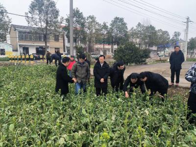 国省农业专家对石首市小麦油菜春管进行指导