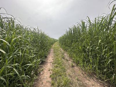 石首市人大常委会调研全市芦苇产业发展情况