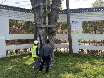 石首市：抓实古树名木保护 守好绿色“活化石”