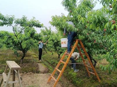 石首市久合垸乡：水蜜桃抢鲜上市 果农增收喜上眉梢