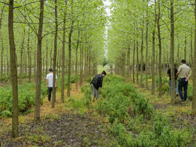石首市疾控中心开展高风险区域野生毒蘑菇调查