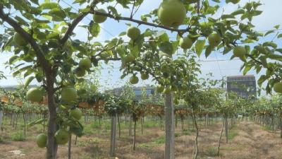 石首市东升镇：水果飘香 特色经济促增收