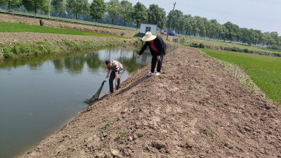 石首市高陵镇高陵岗社区：清渠洁岸在行动