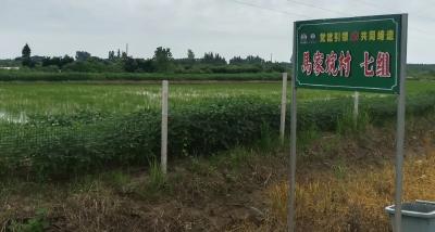 整治荒地、修建公路驿站...石首这个“葡萄村”正在大变样！