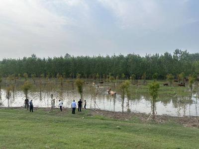 石首市农业农村局组织开展洲滩禁牧联合执法活动