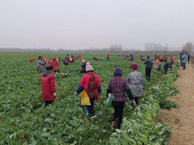 荆州市“创业致富计划”支持石首油菜“一菜两用”新模式种植项目