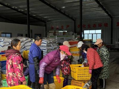 石首：千亩白菜薹“鲜”销湘粤 带动村民就地增收