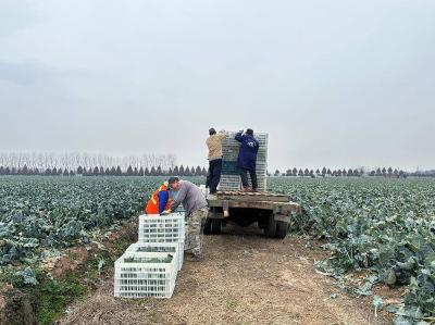 石首市笔办梅家咀村：西蓝花成“致富花” 村民集体齐增收