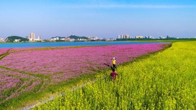 春风又绿江南岸——石首市2025年“春风行动”系列活动侧记