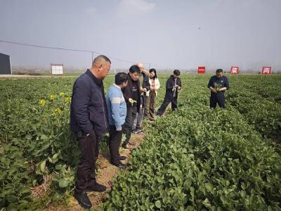 科技助力春管 赋能油菜产业