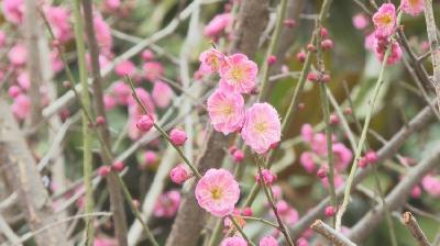 石首：梅花绽放 演绎早春浪漫